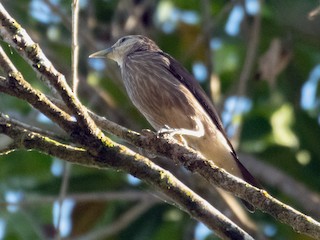  - White-faced Starling