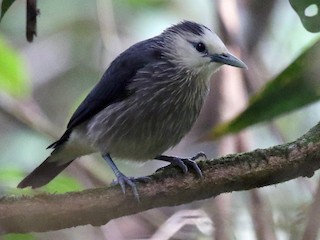  - White-faced Starling