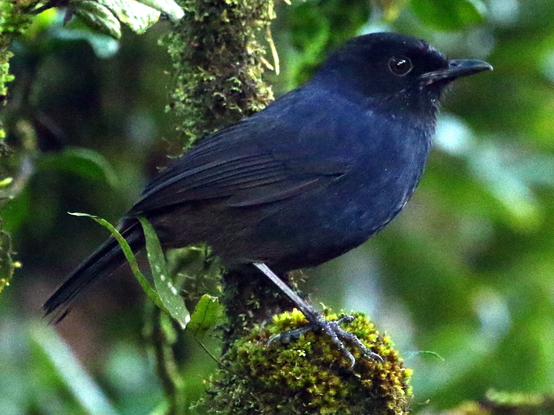 Sri Lanka Whistling-Thrush - Pavan Thilina Bopitiya Gamage