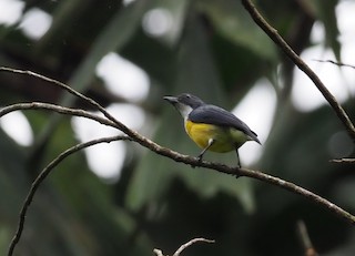  - White-throated Flowerpecker