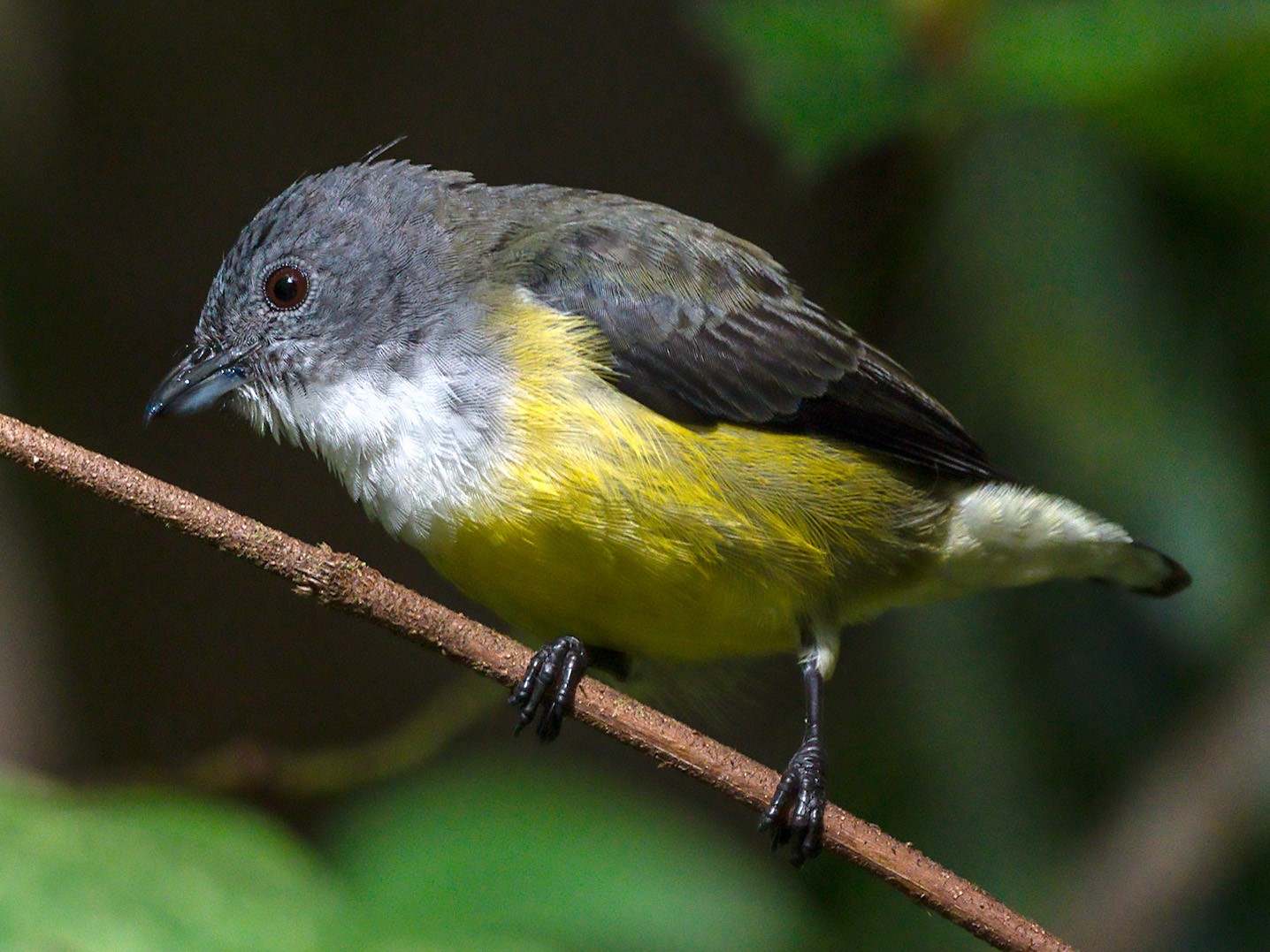 White-throated Flowerpecker - eBird