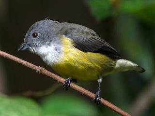 - White-throated Flowerpecker
