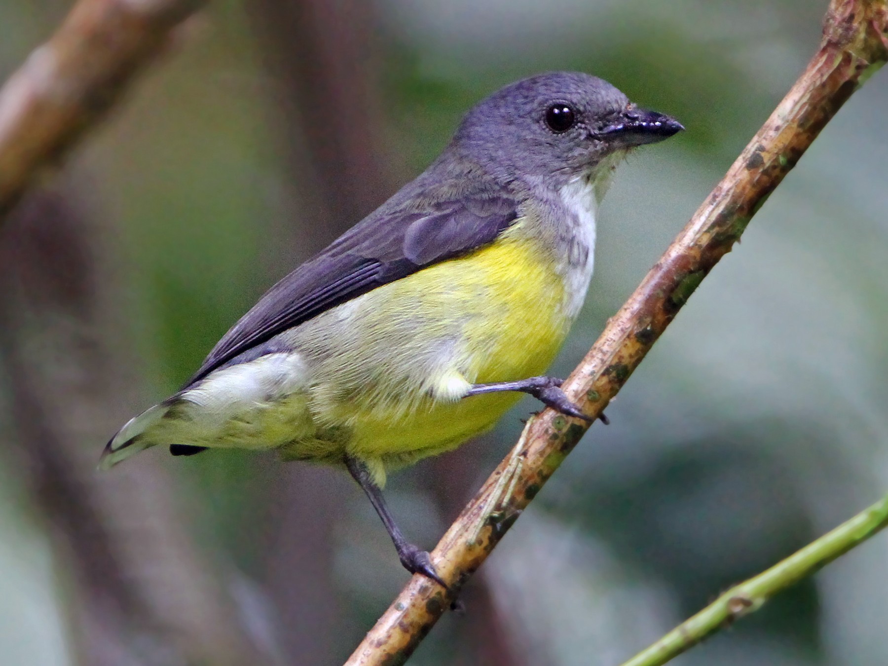 White-throated Flowerpecker - eBird