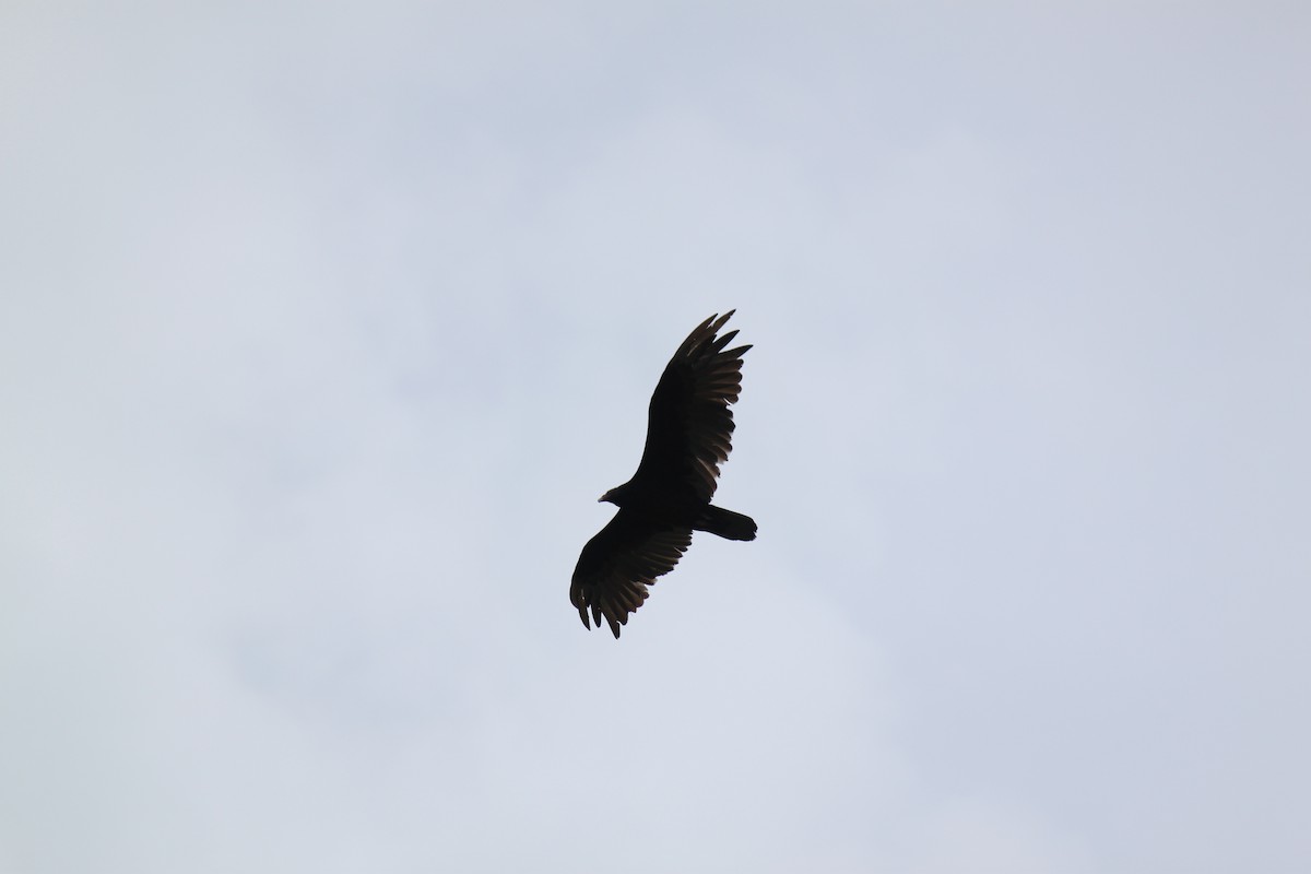 Turkey Vulture - ML252005381