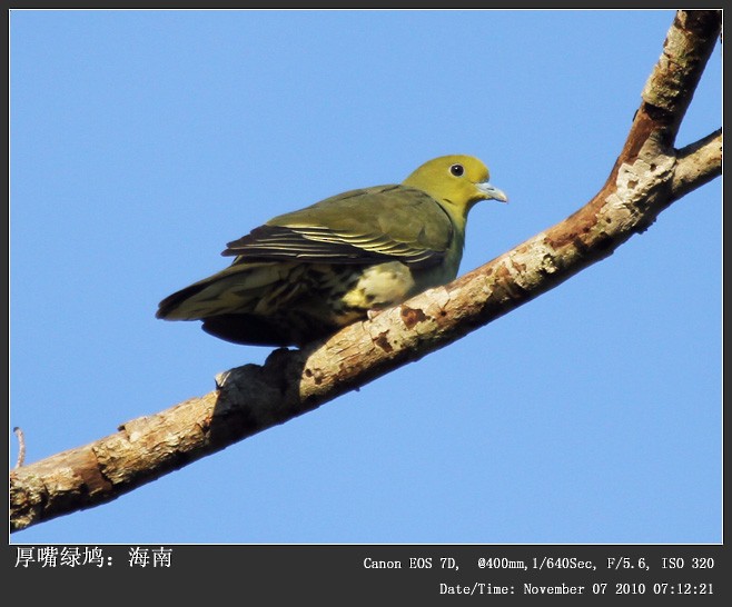 Thick-billed Green-Pigeon - Qiang Zeng