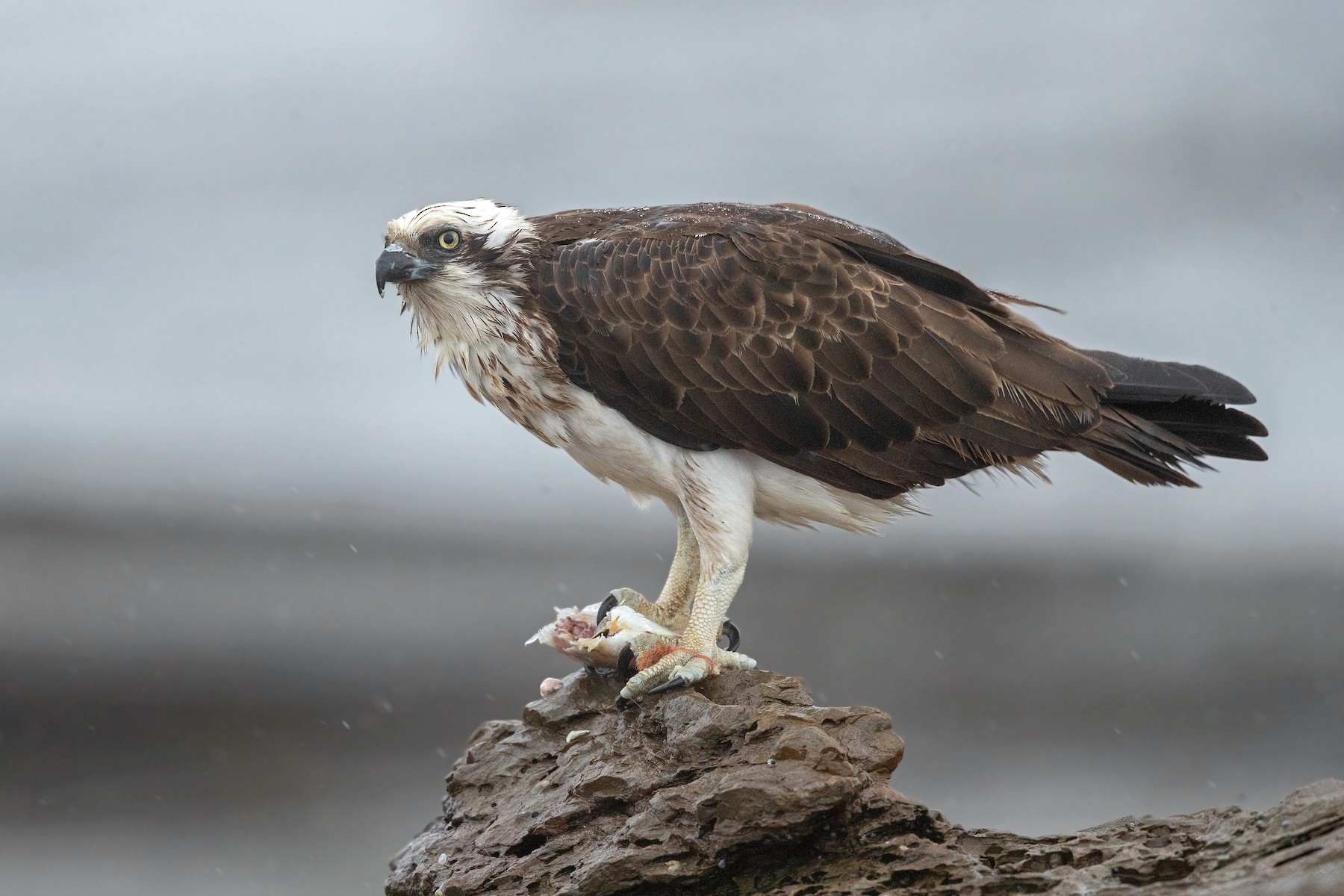 Eastern Osprey - eBird