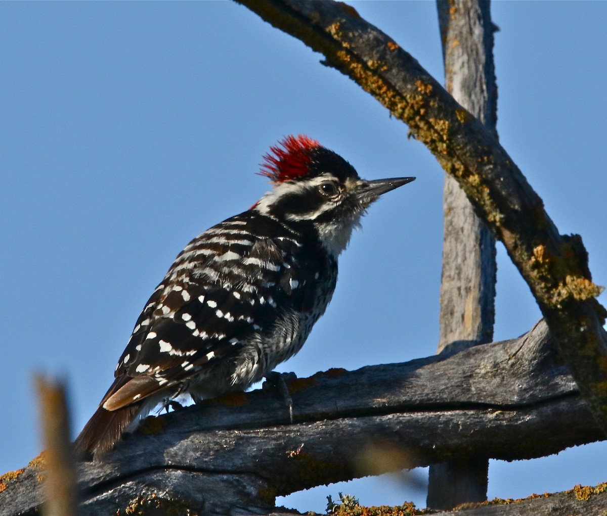 Nuttall's Woodpecker - ML252011051