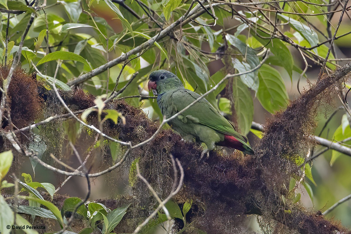 Папуга-червоногуз зеленоголовий - ML252011811
