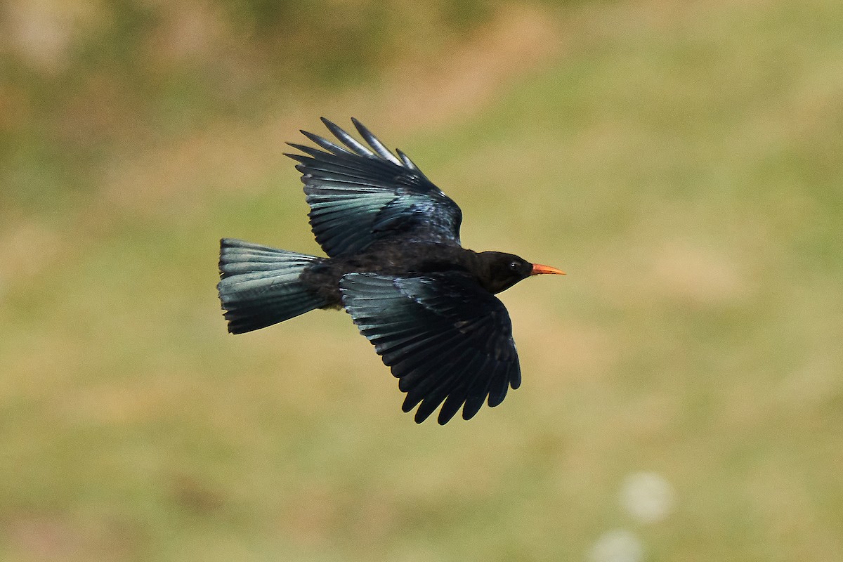 Red-billed Chough - Miguel Rouco