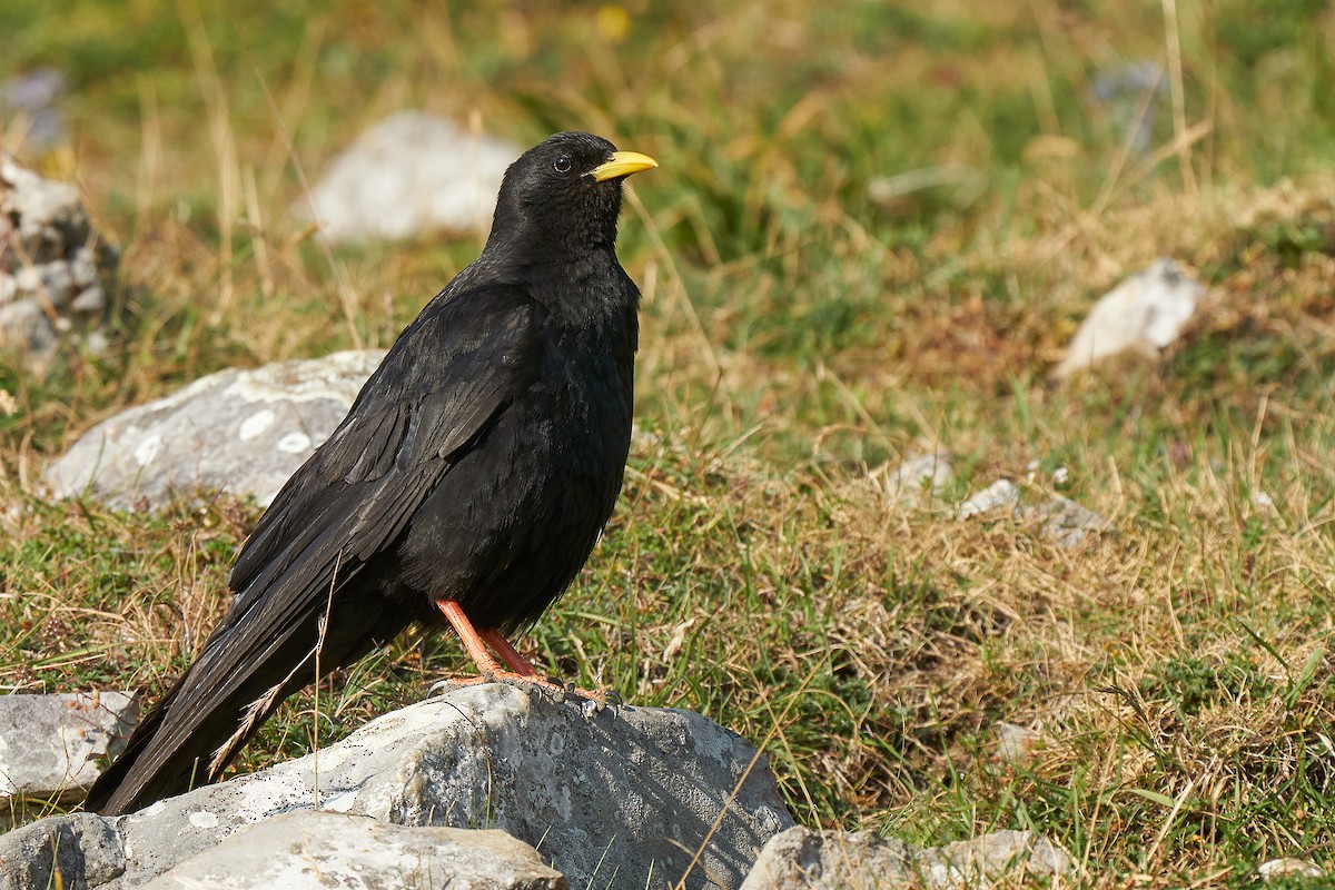 Yellow-billed Chough - Miguel Rouco