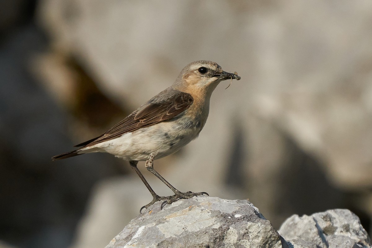 Northern Wheatear - Miguel Rouco