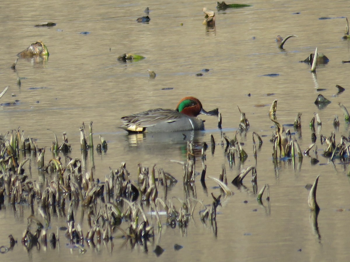 Green-winged Teal - ML25201321