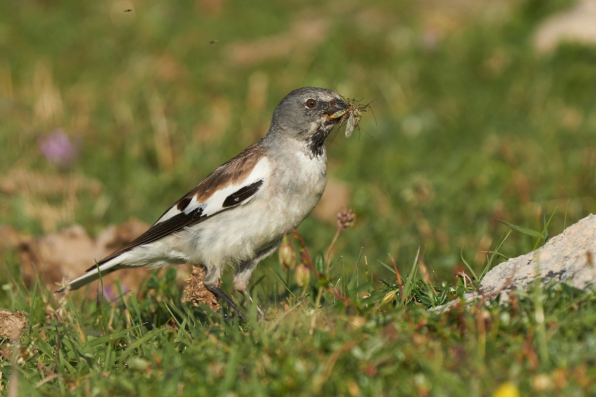 White-winged Snowfinch - ML252013541