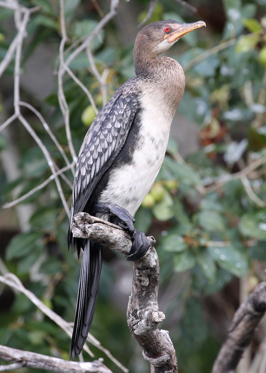 Long-tailed Cormorant - ML252018491