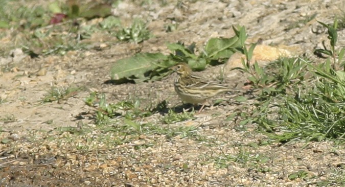 Red-throated Pipit - ML25202021