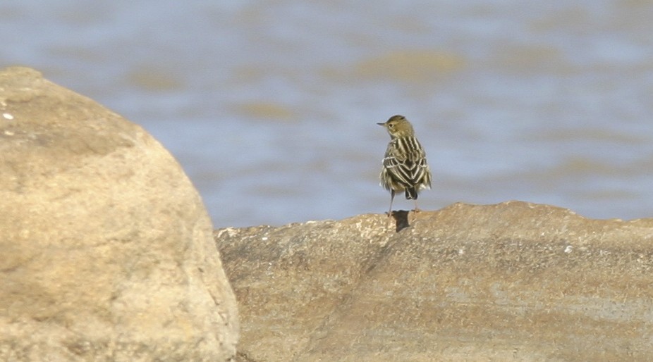 Red-throated Pipit - ML25202031