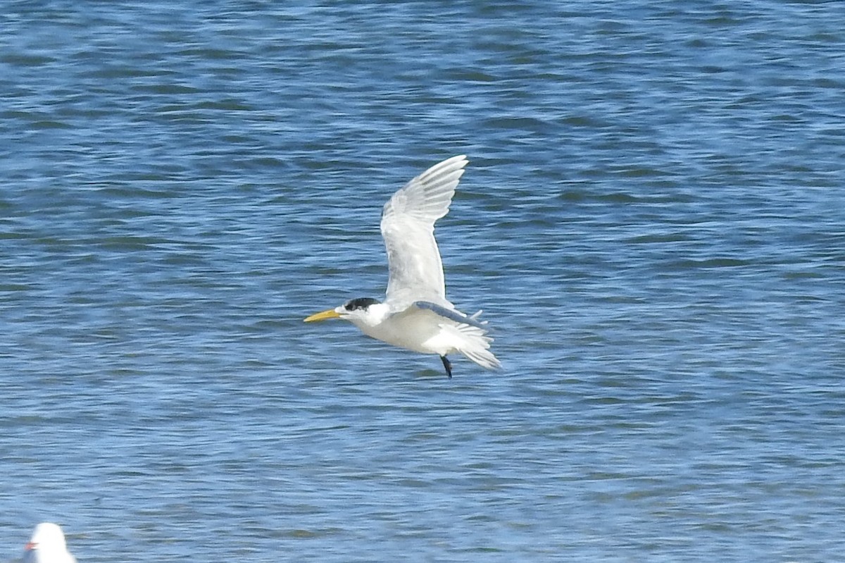 Great Crested Tern - ML252021951