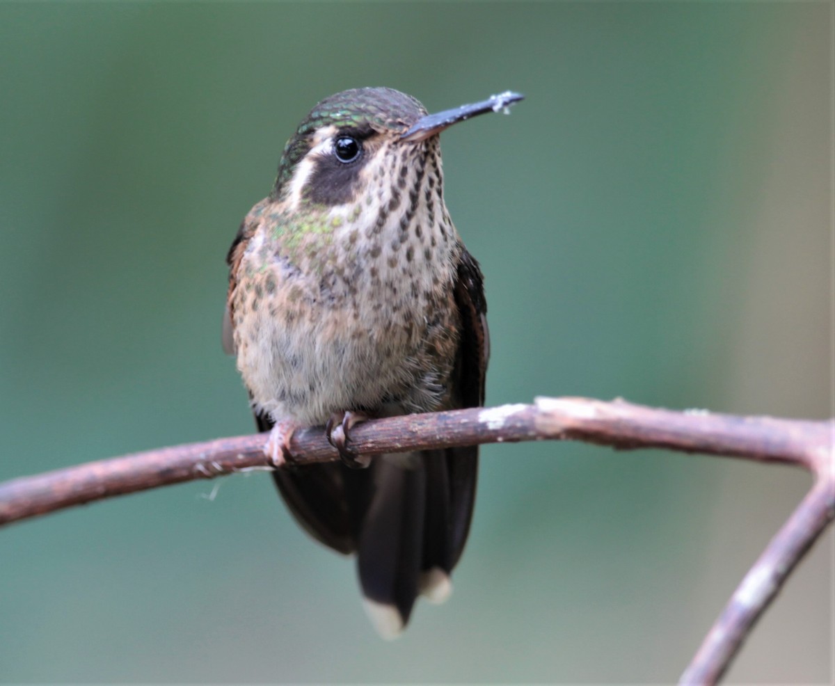 Speckled Hummingbird (melanogenys Group) - ML252022061