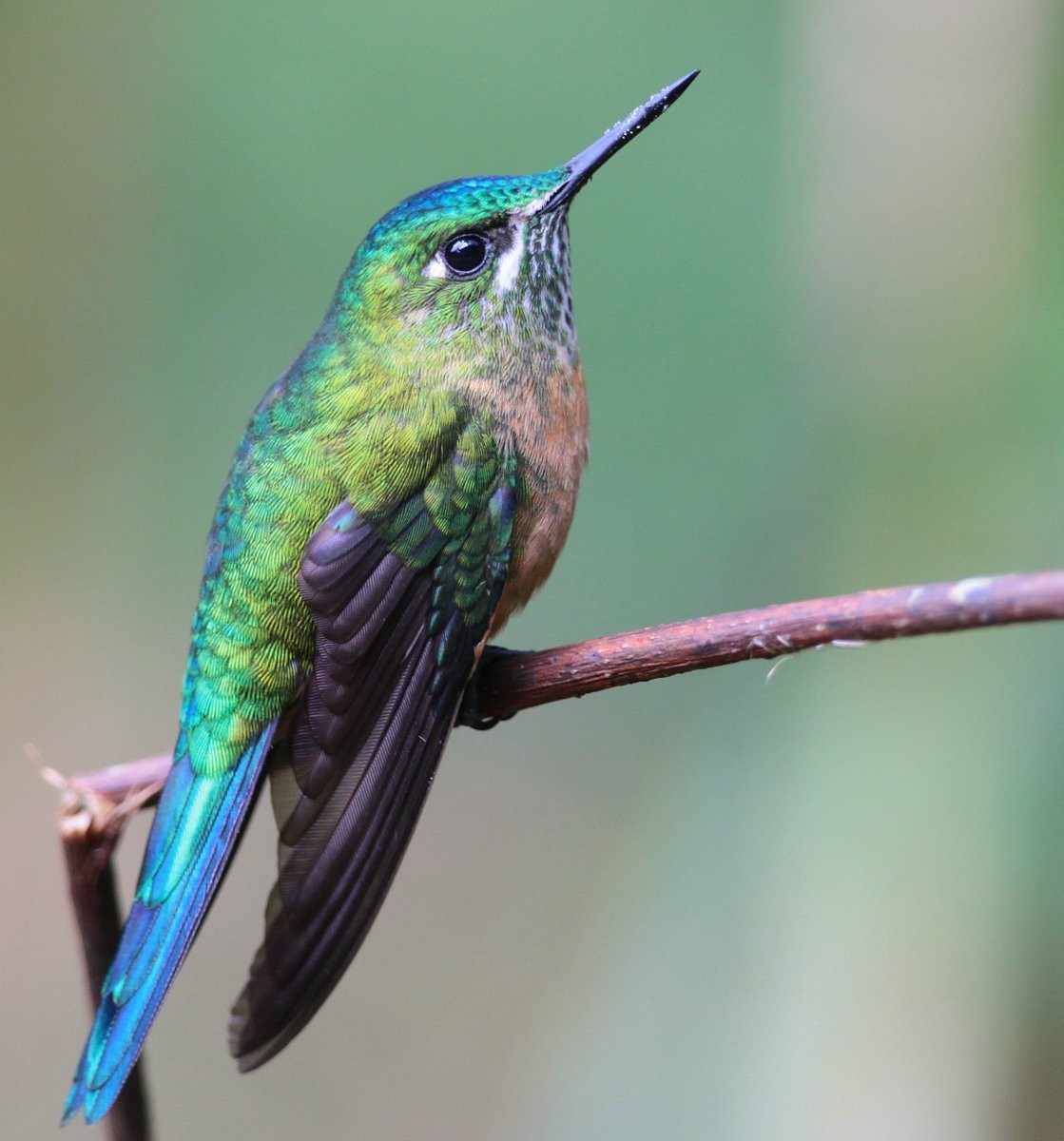 Long-tailed Sylph - ML252022341