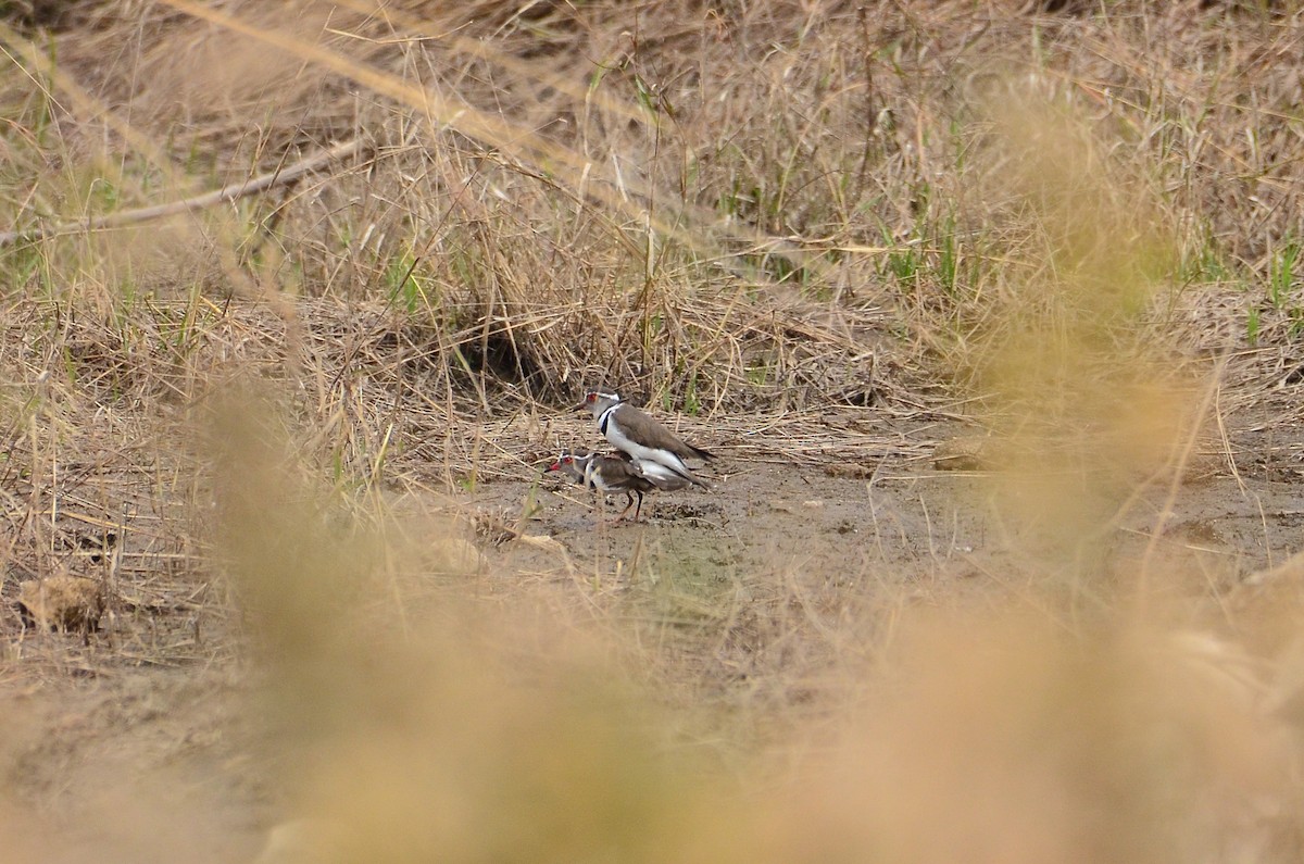 Three-banded Plover - ML252022721