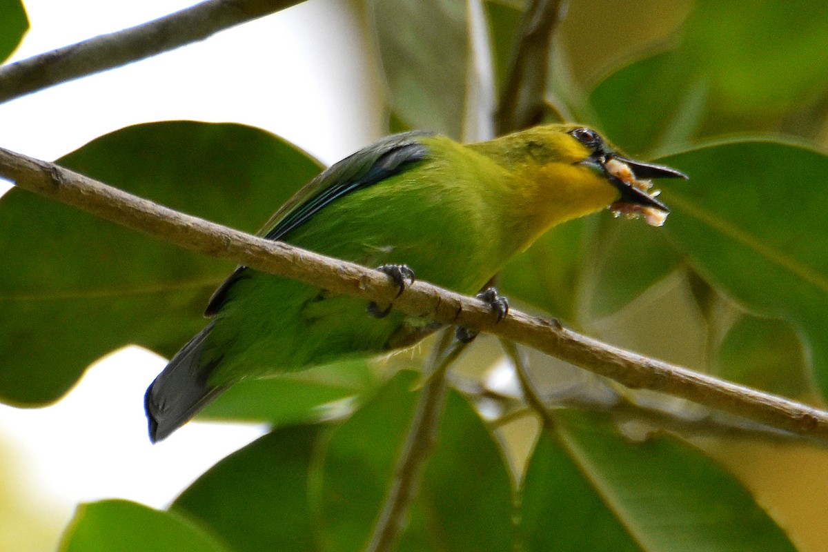 Yellow-throated Leafbird - ML252023371