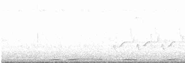 Eurasian Collared-Dove - ML252030771