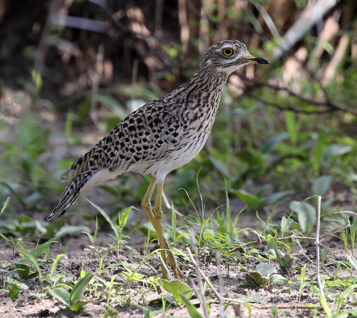 Spotted Thick-knee - Steve James