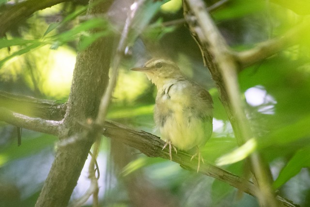 Swainson's Warbler