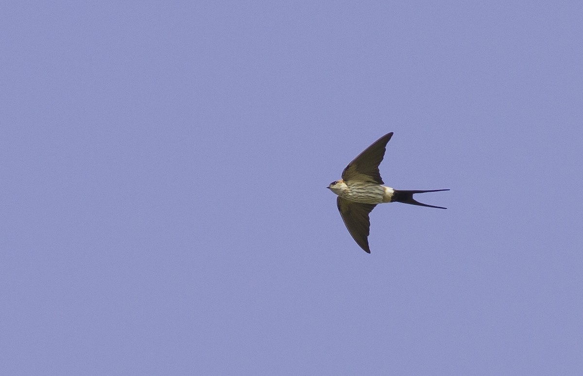 Red-rumped Swallow - ML252038351