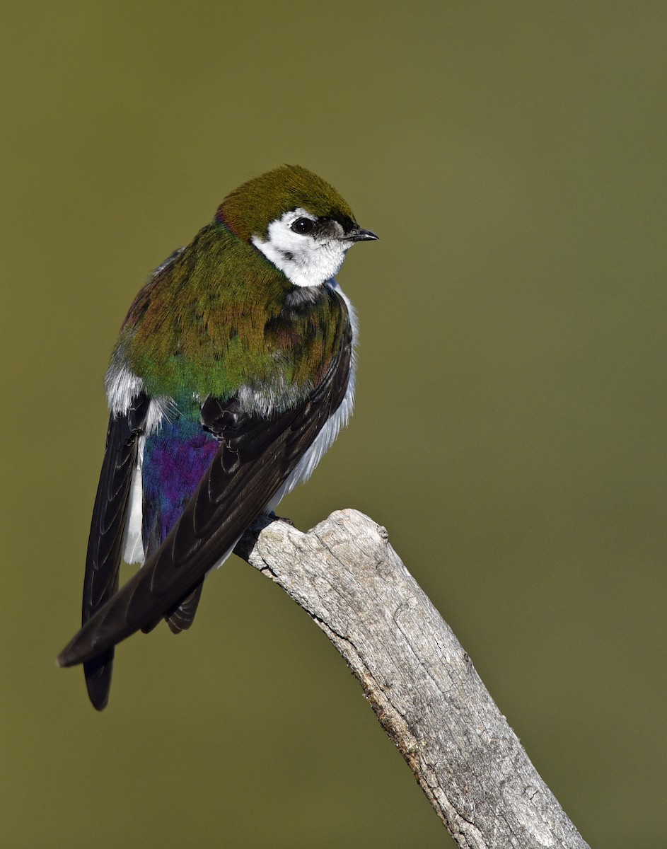 Violet-green Swallow - ML252045851