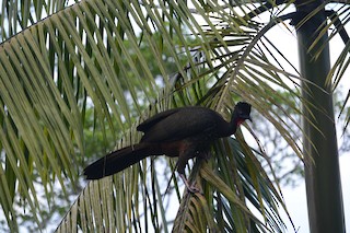 Crested Guan, ML252051021