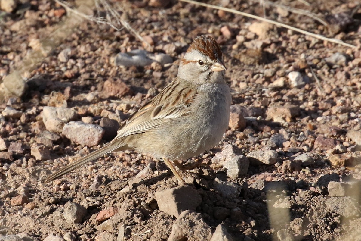 Rufous-winged Sparrow - Lindsay Story