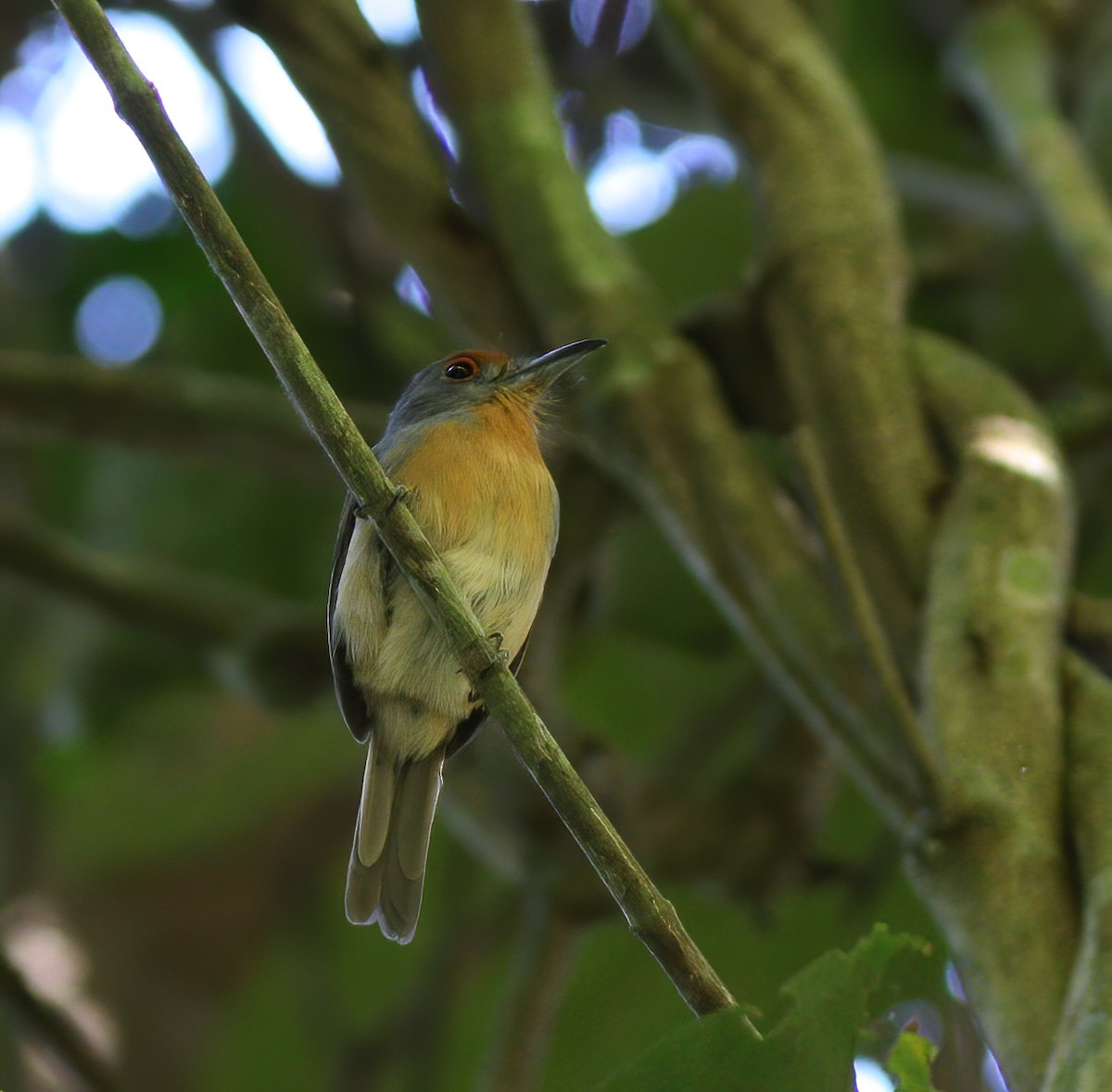 Rufous-capped Nunlet - Per Smith