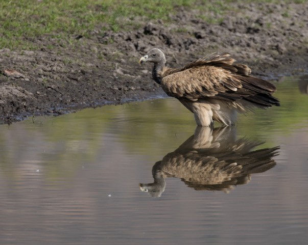 Indian Vulture - ML252054921