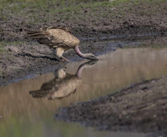 Indian Vulture - ML252054931