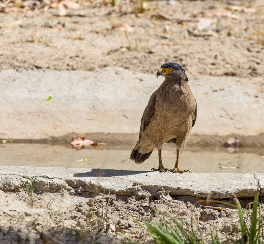 Crested Serpent-Eagle - ML252055271