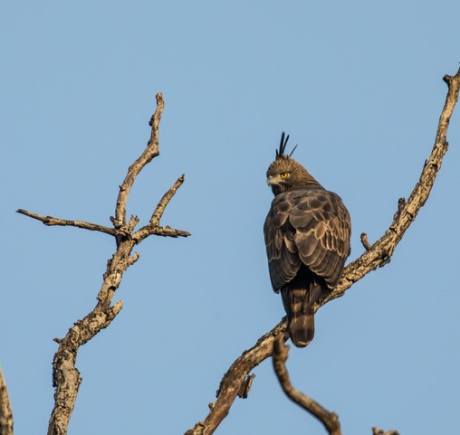 Crested Serpent-Eagle - ML252055331