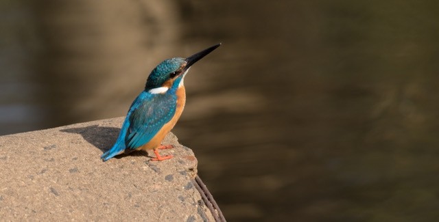Common Kingfisher - Doris Gertler