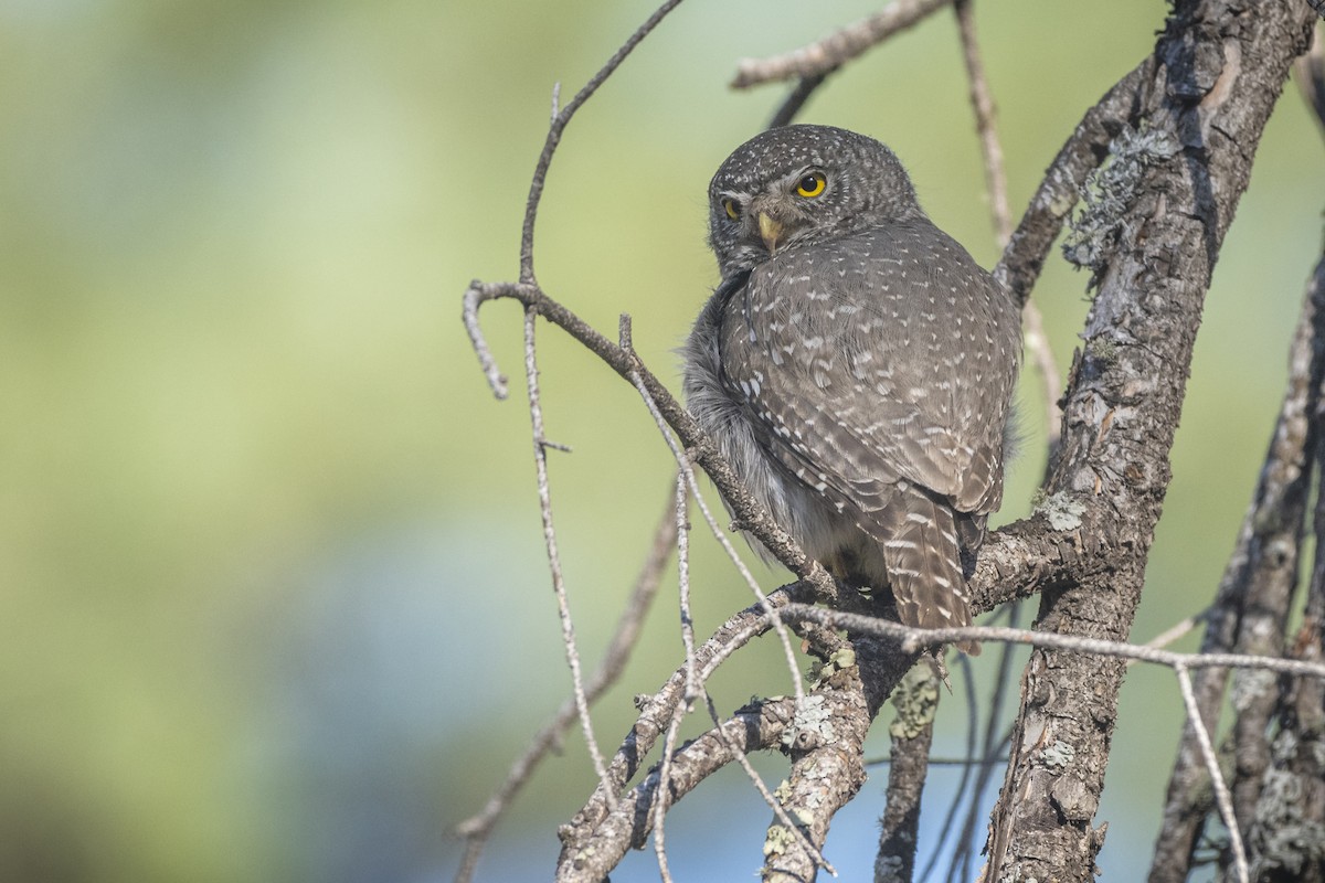 Northern Pygmy-Owl - ML252060091