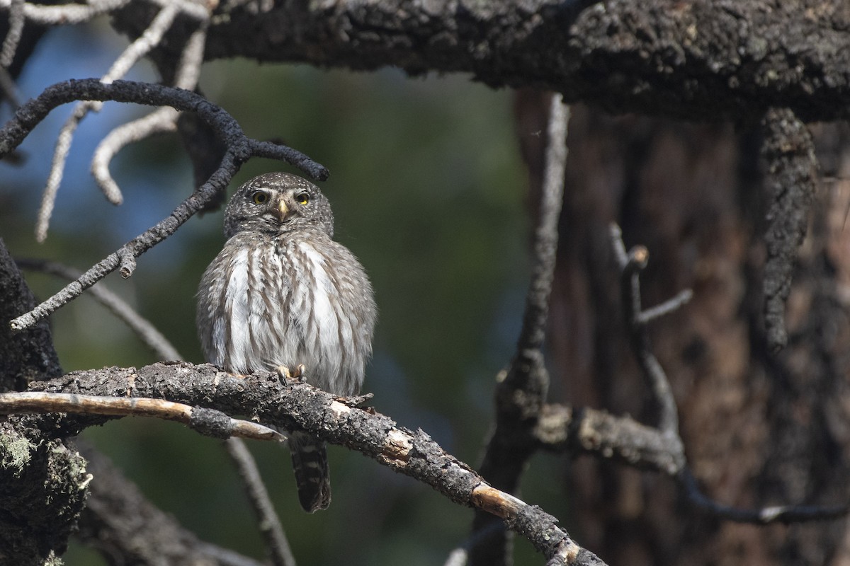 Northern Pygmy-Owl - ML252060111