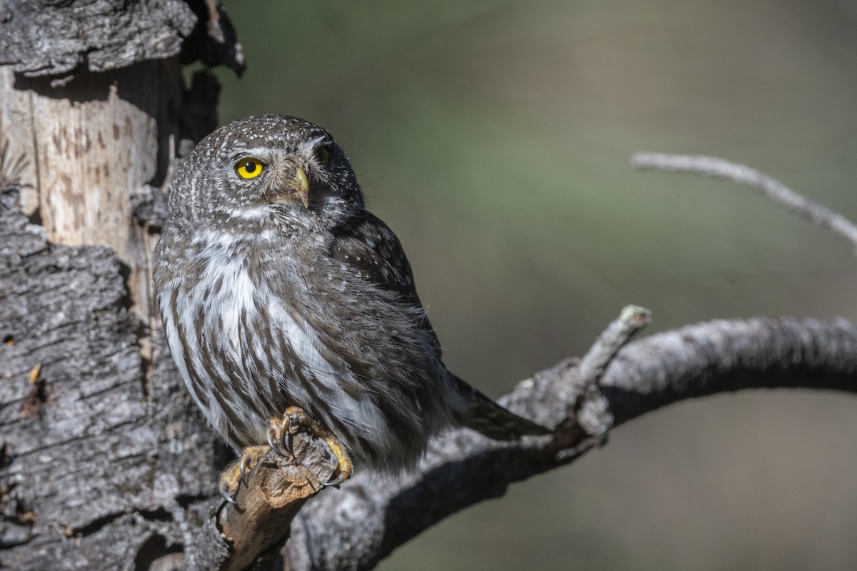 Northern Pygmy-Owl - ML252060411