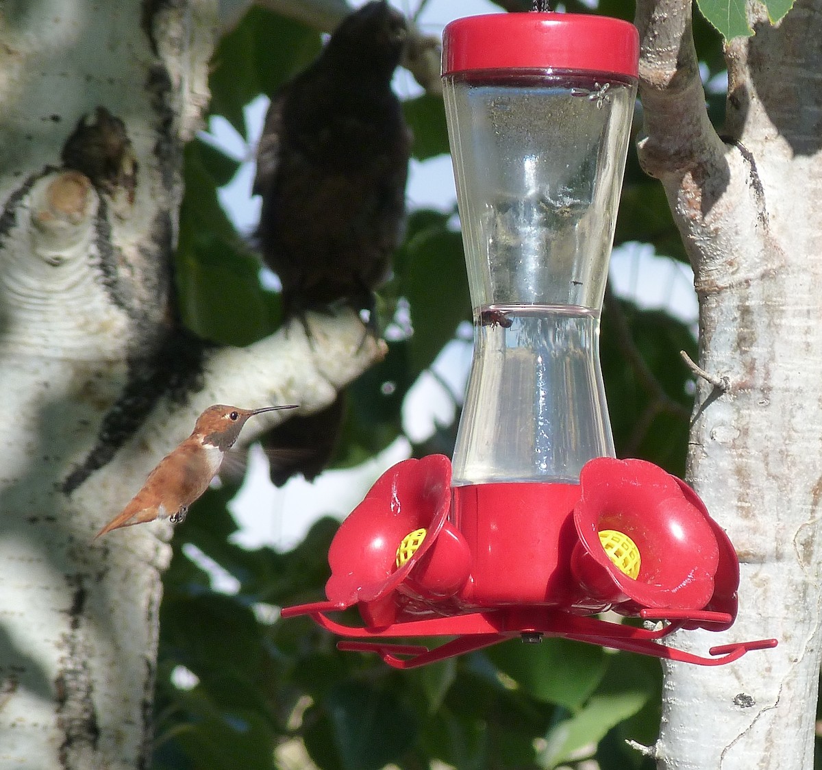 Rufous Hummingbird - ML252060511