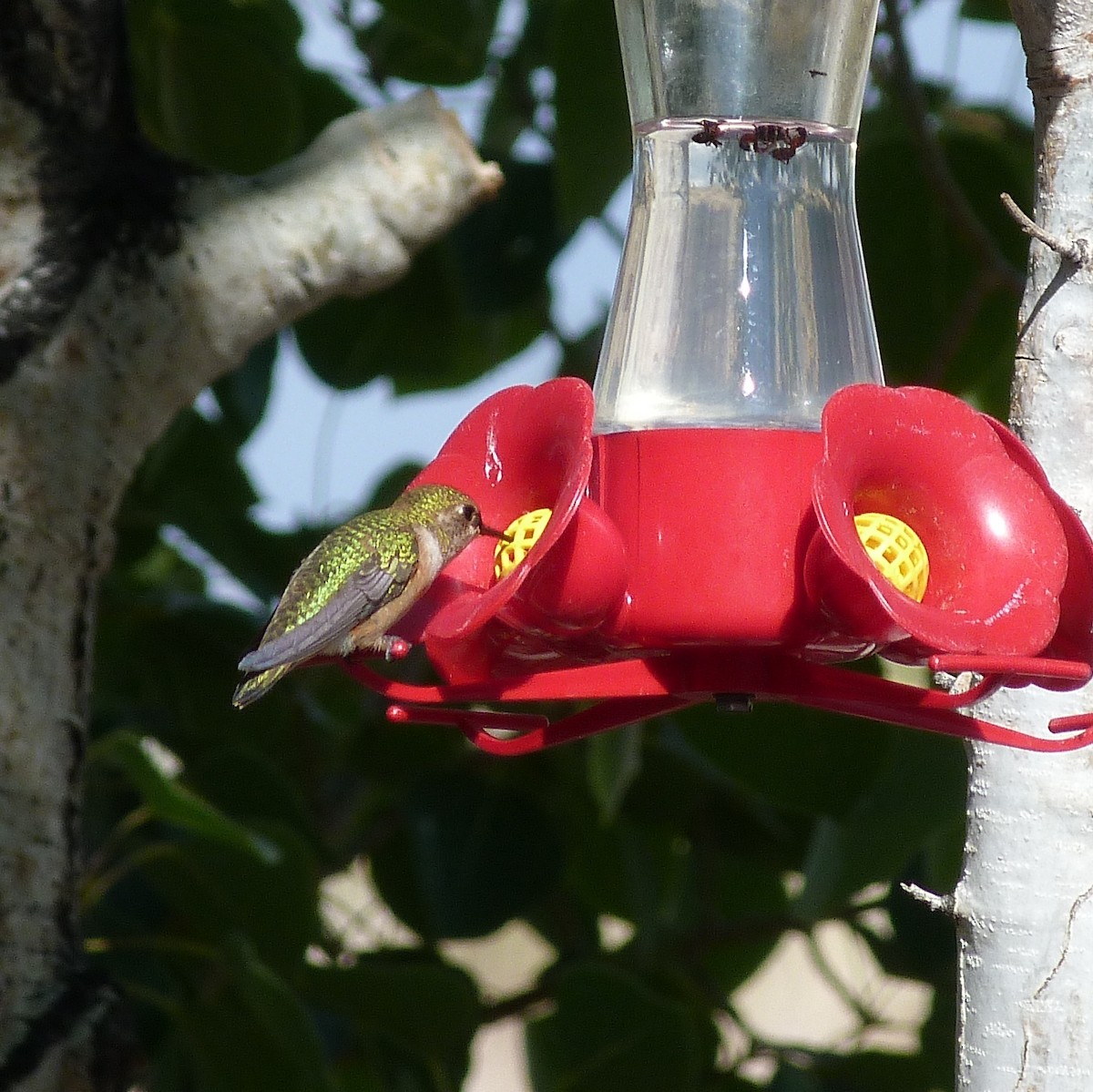 Rufous Hummingbird - ML252060581