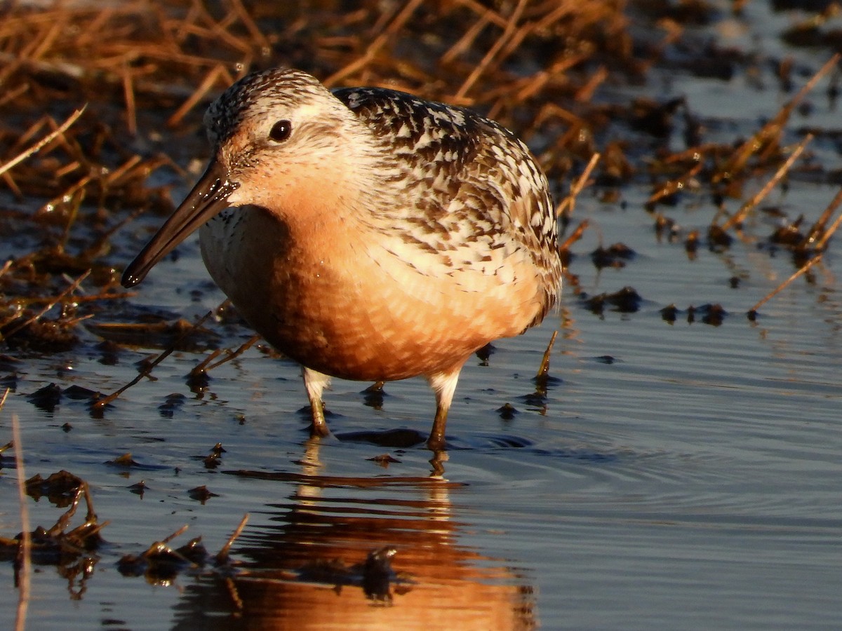 Red Knot - ML252068711