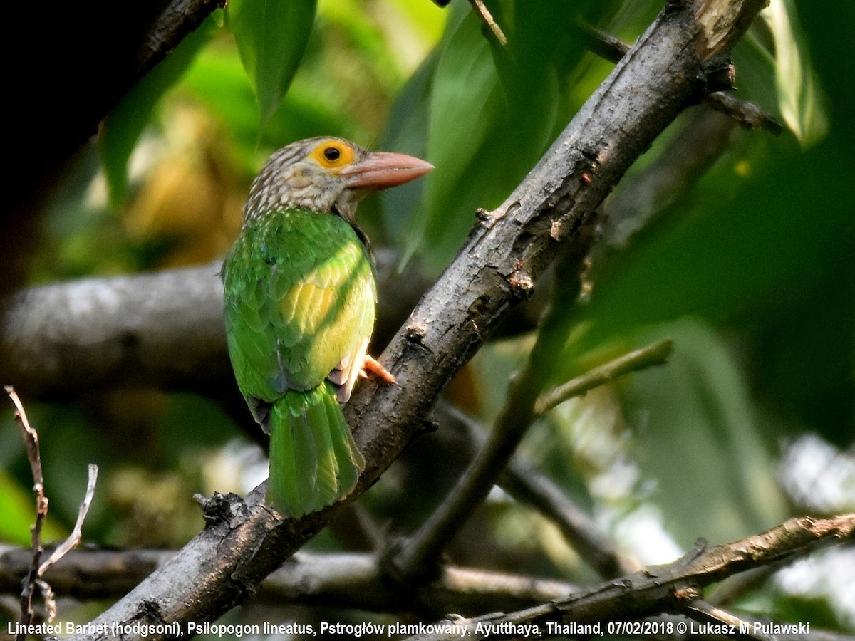 Lineated Barbet - ML252071961