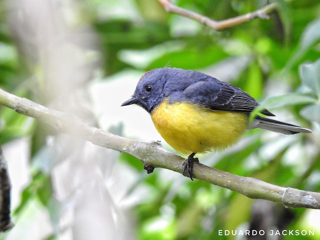 Lateral view (subspecies <em class="SciName notranslate">verticalis</em>). - Slate-throated Redstart - 