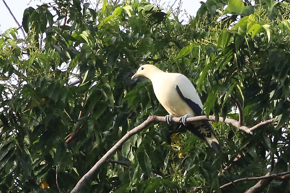Yellowish Imperial-Pigeon - Myles McNally