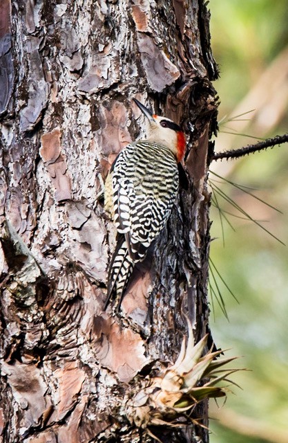 West Indian Woodpecker - ML252093281