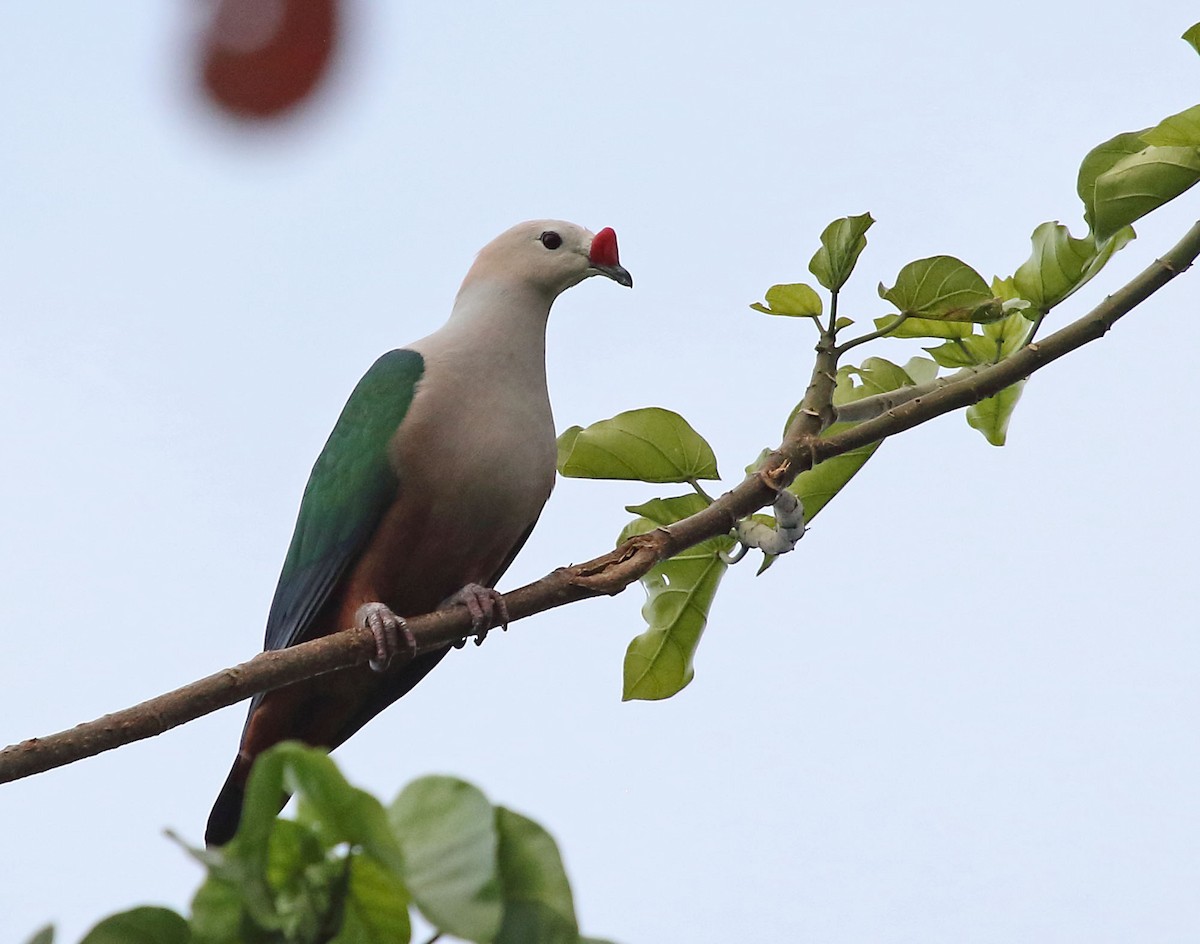 Red-knobbed Imperial-Pigeon - ML252097081