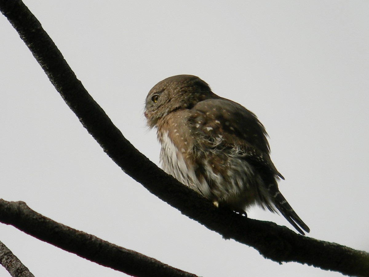Northern Pygmy-Owl - ML252098561